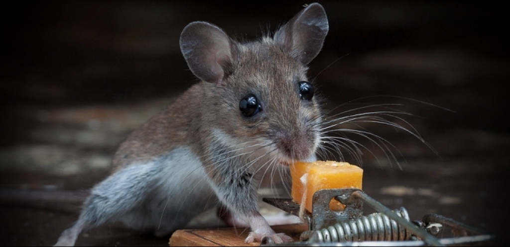 Мышка держит сыр, который установлен в мышеловке