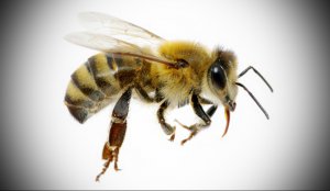 Как приобрести иммунитет к укусам пчел